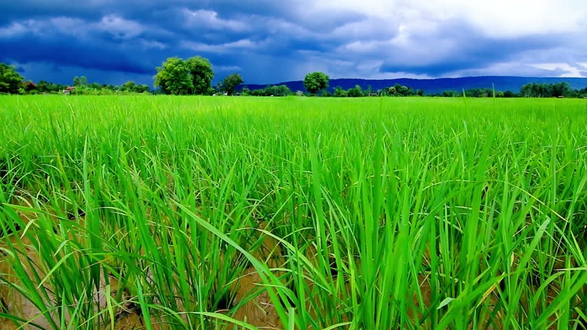 Rice Field 2