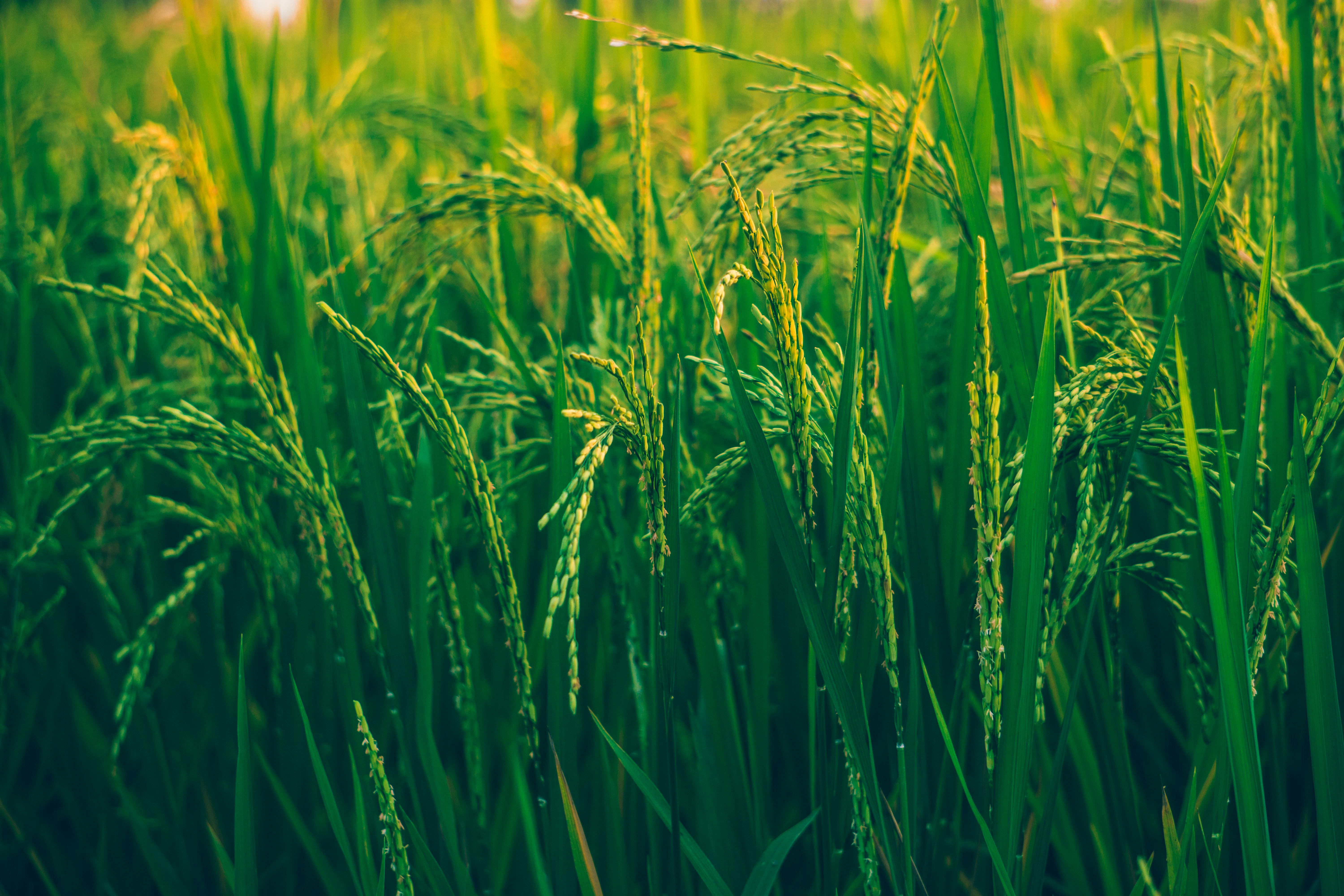 Rice Field 1